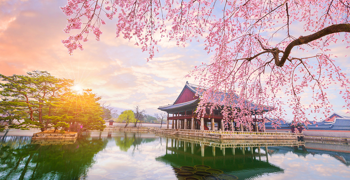Gyeongbokgung Palace With Cherry Blossom Tree In Spring Time In